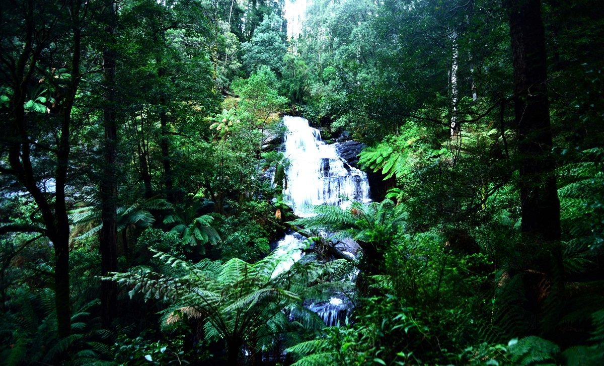 Daintree Rainforests Australia by Travel Jaunts